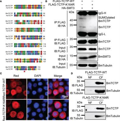 SUMOylation of Translationally Regulated Tumor Protein Modulates Its Immune Function